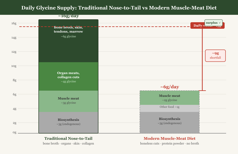 Historical vs Modern Glycine Intake: The 10-Gram Shortfall