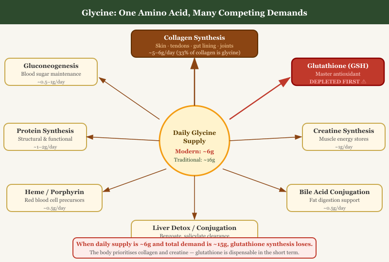 Glycine Demand Diagram: All the Pathways Competing for One Amino Acid