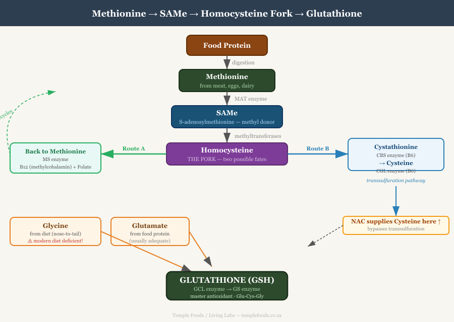 The Methionine-Transsulfuration Pathway to Glutathione