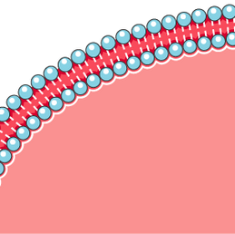 Biologia: Membrana Plasmática