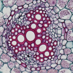 Biologia: Formação de Tecidos