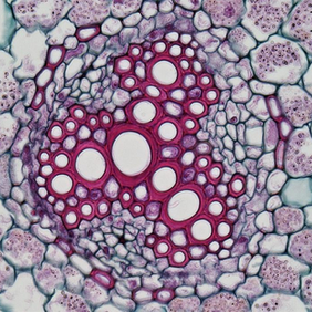 Biologia: Formação de Tecidos