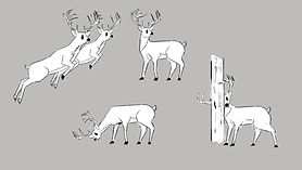 Deer Concepts