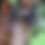 Thumbnail: Chromatopelma cyaneopubescens (Greenbottle Blue Tarantula)