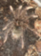 Theraphosa apophysis (Pink footed Birdeater)