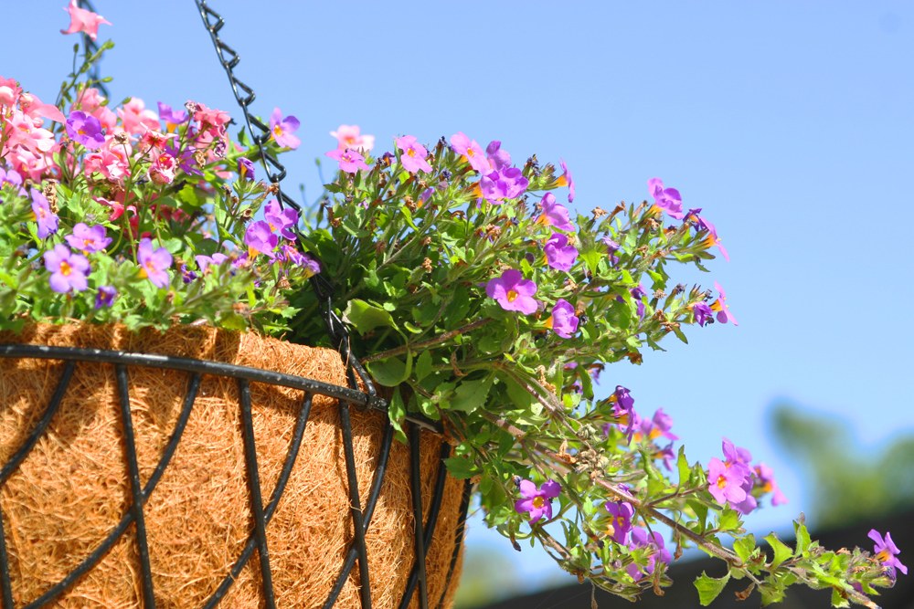 fleurs en pot suspendu
