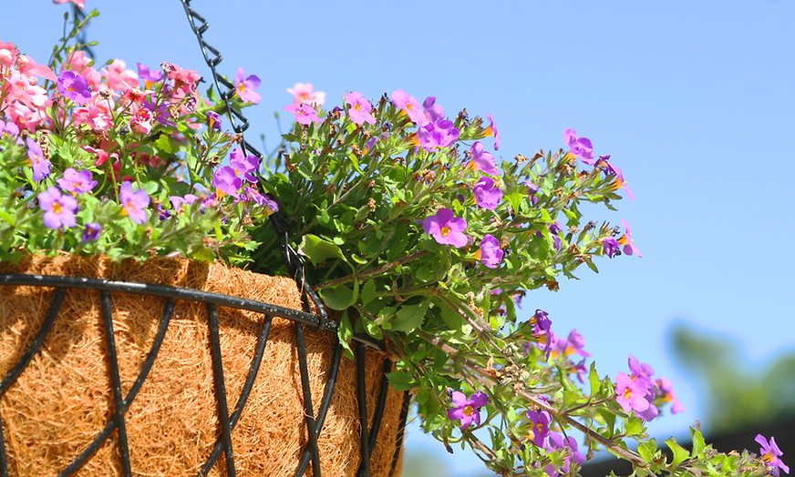 Purple and Pink Hanging Flowers 