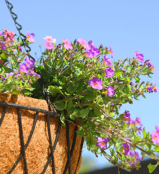 Purple and Pink Hanging Flowers 