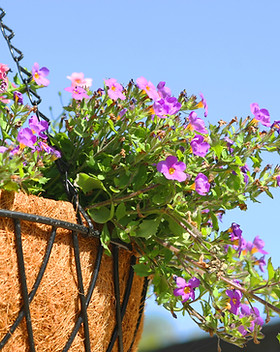 Purple and Pink Hanging Flowers
