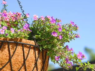 Best Gardening Plants for Pots in Conroe and Willis, Texas