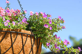 Purple and Pink Hanging Flowers