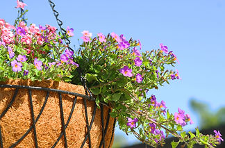 Purple and Pink Hanging Flowers