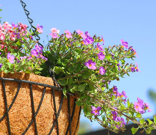 Purple and Pink Hanging Flowers
