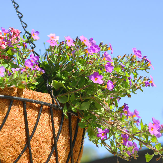 Purple and Pink Hanging Flowers 