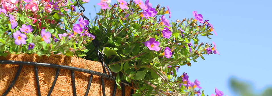 Fleurs Hanging pourpre et rose 