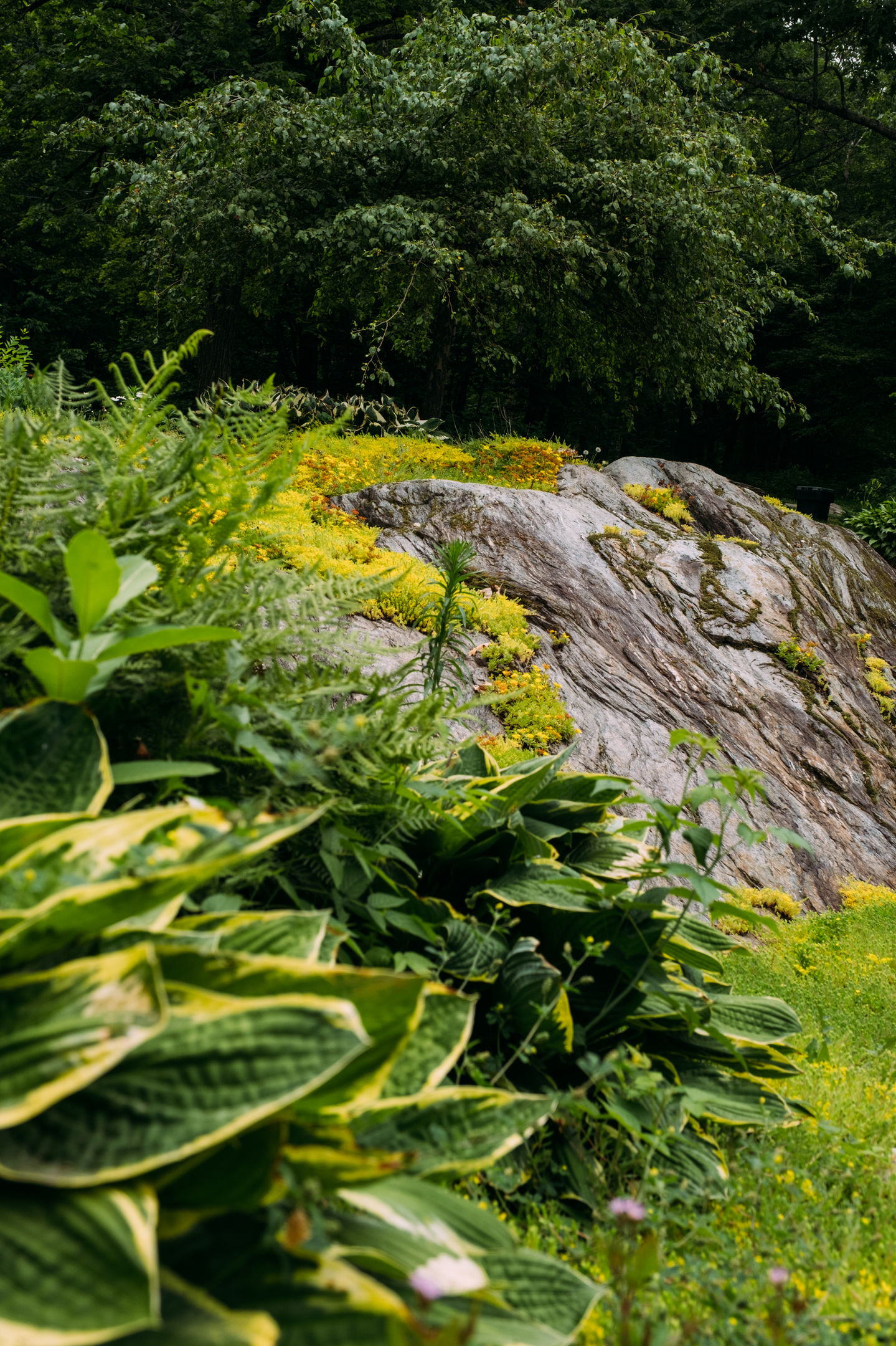 Wilder Native Rock Garden