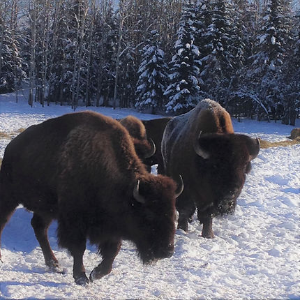 pair bison.JPG