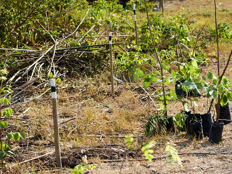 Reforestación y voluntariado en San Salvador de Jujuy