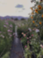 Beck Farms Summer Plant Sale