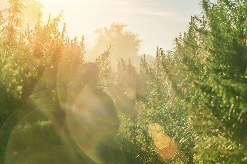 hemp plants