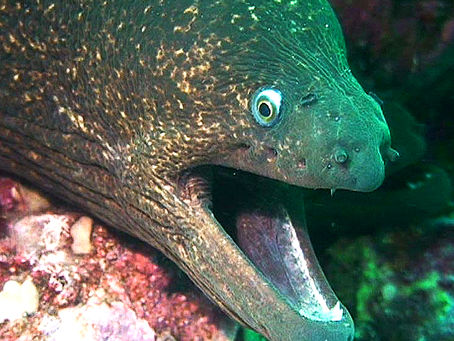 Night Diving at Casino Point: Catalina Island's Most Magical After-Dark Experience