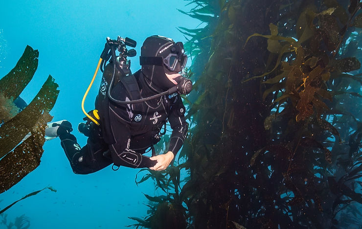 Catalina Scuba Diver