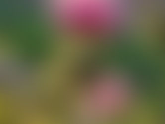 A thislte with a pink flower on top