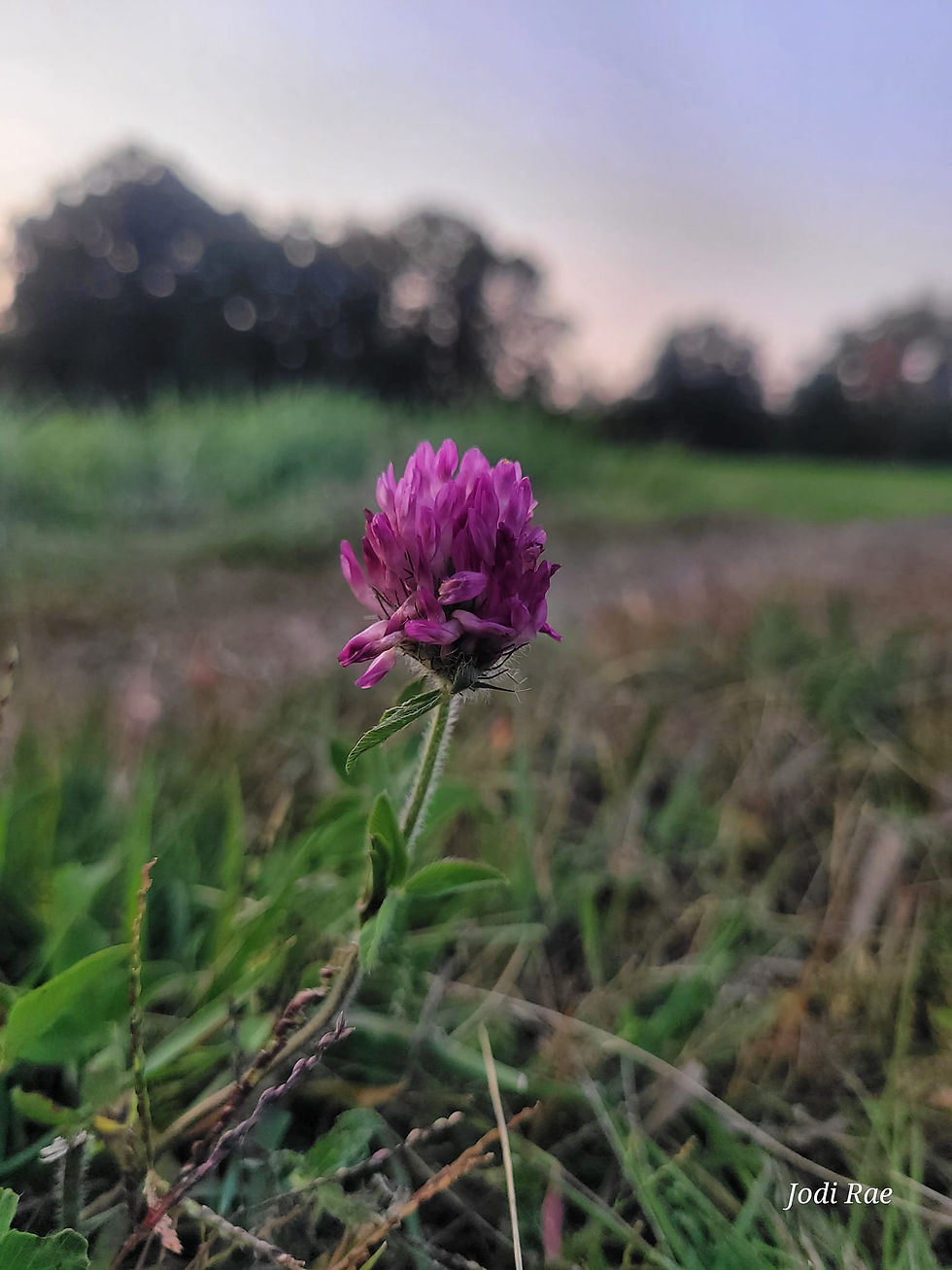 Just Eat the Crust: The Home Loan Ride-Along