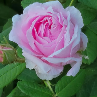 I Didn't Eat The Crust, I Wish I Had