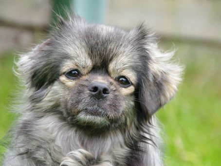 Pasmine - Tibetski španijel