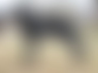 Pasmine - Majorški ovčar