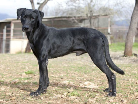 Pasmine - Majorški ovčar