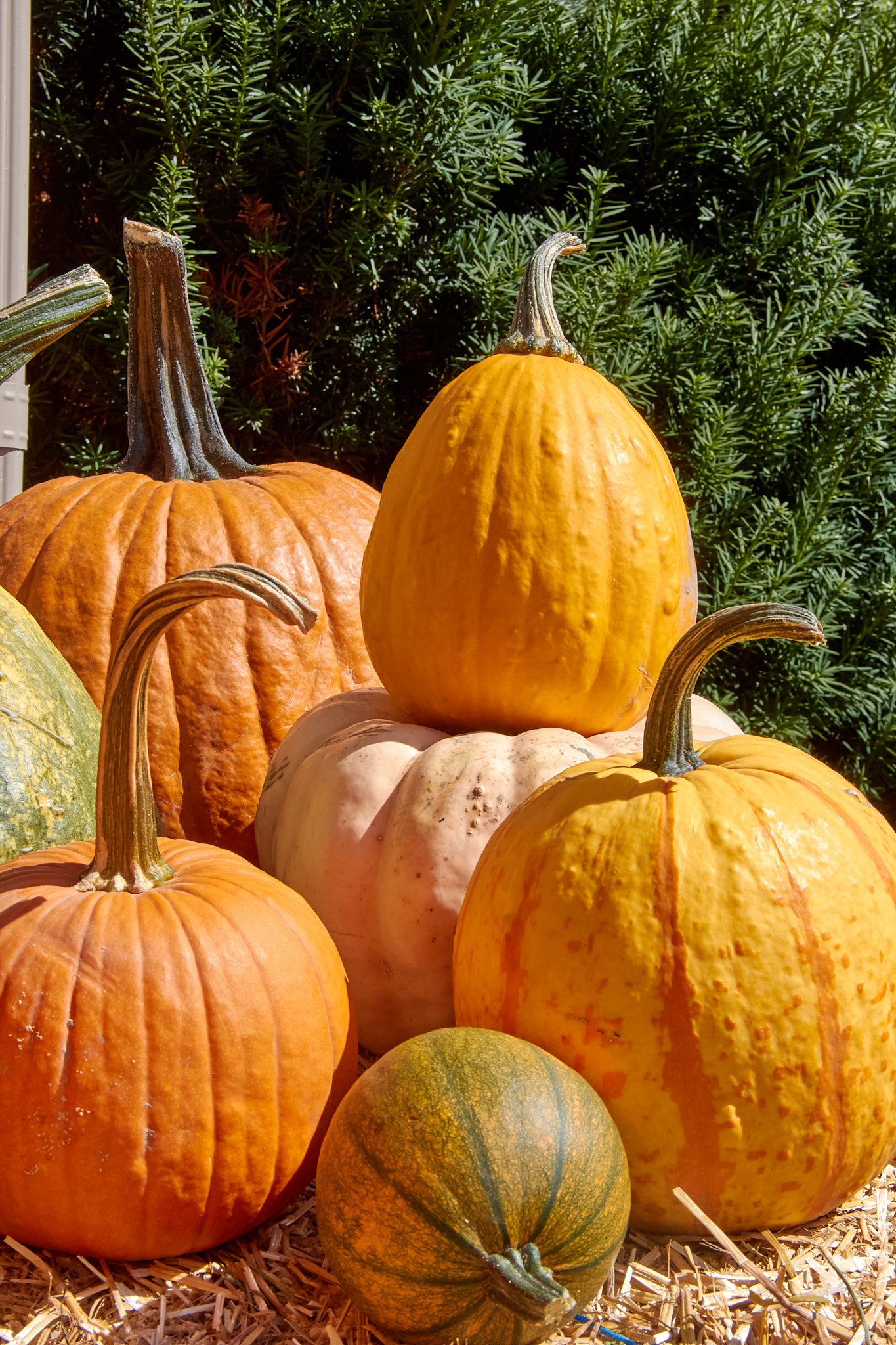 Pumpkin Delivery & Seasonal Setups | Chicago Porch Creations