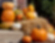 Chicago Pumpkin Delivery & Setup