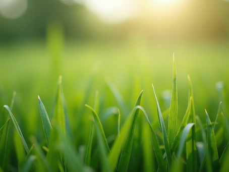 Simple Ways to Keep Your Lawn Healthy