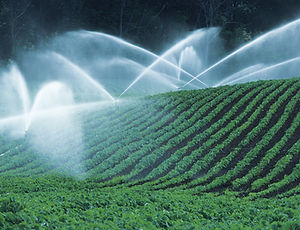Los campos de irrigación