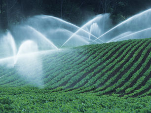 Essential Tips for Effective Lawn Irrigation