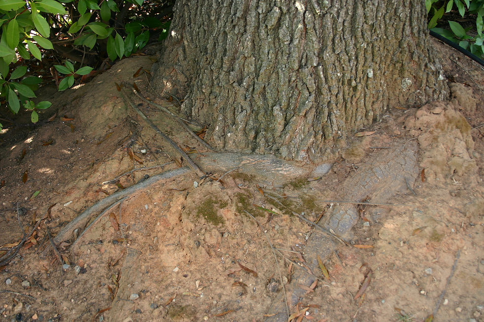 Girdling Roots