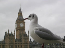 Pombo e o Parlamento