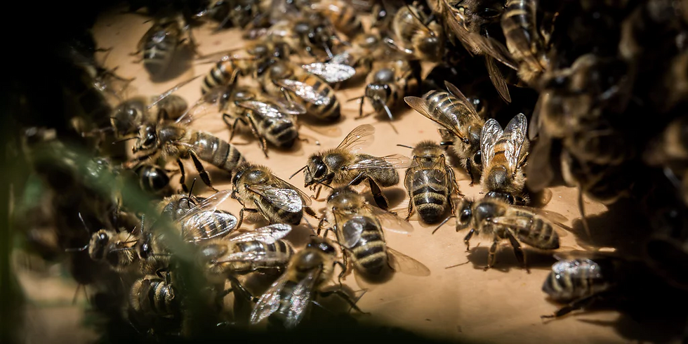 abeilles