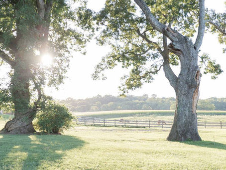 Trees, horses and farm land