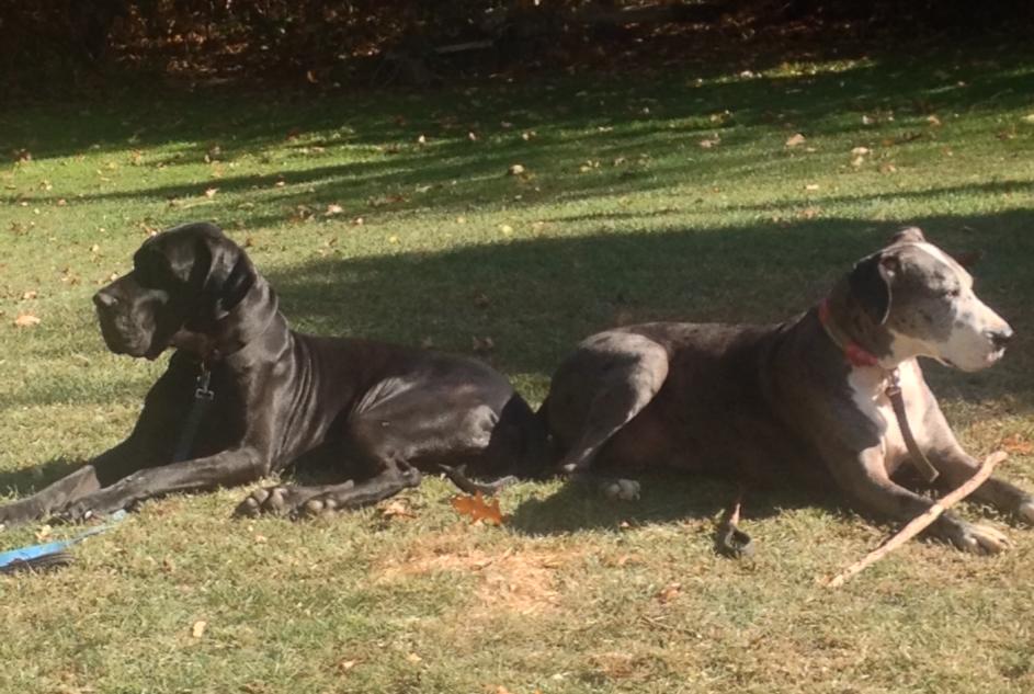 Truman along with Bess...