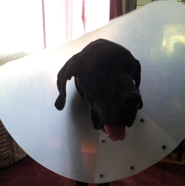Veterinary records reveal..