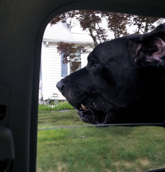 The vet documented...