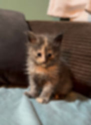 pure bred Maine Coon 