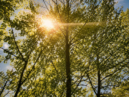 When the Trees Speak