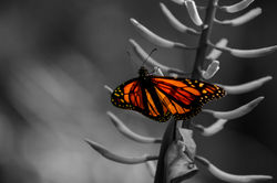 Butterfly B&W