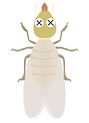 シロアリ