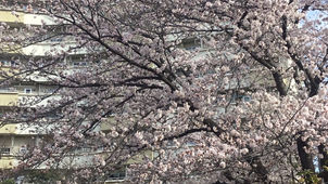 桜祭り開催🌸