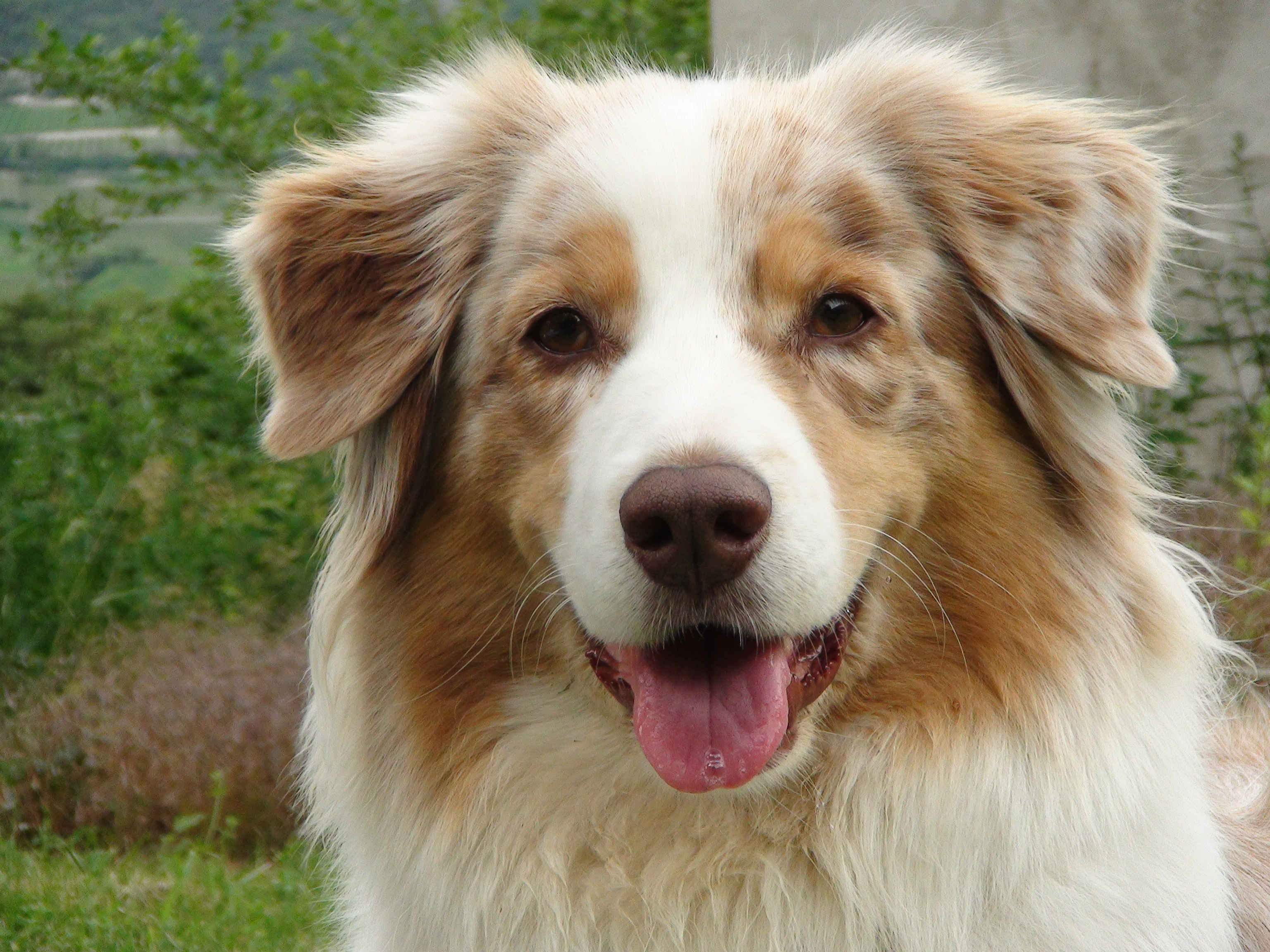 Berger Australien Australian Shepherd